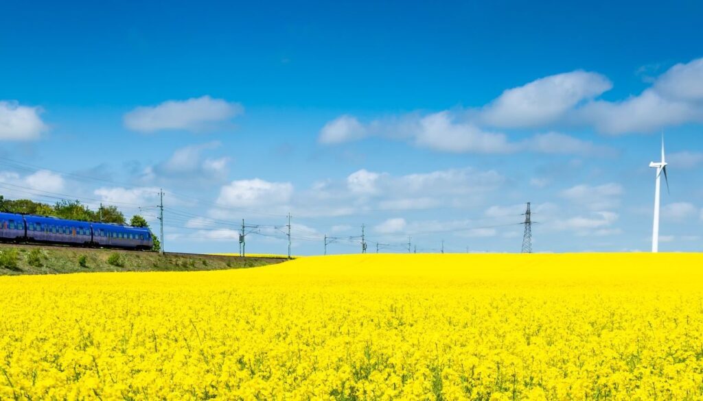 Rapsfält som lyser gult med tåg och vindkraft mot blå himmel i bakgrunden.